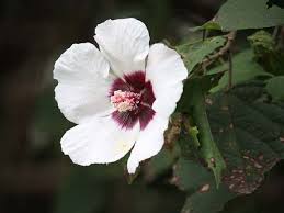 Hibiscus-platanifolius-2