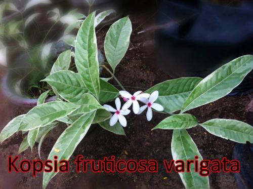 Kopsia-Fruticosa-Varigata