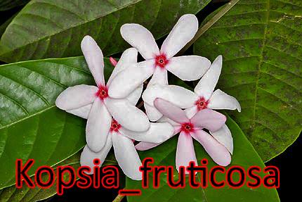 Kopsia-Fruticosa