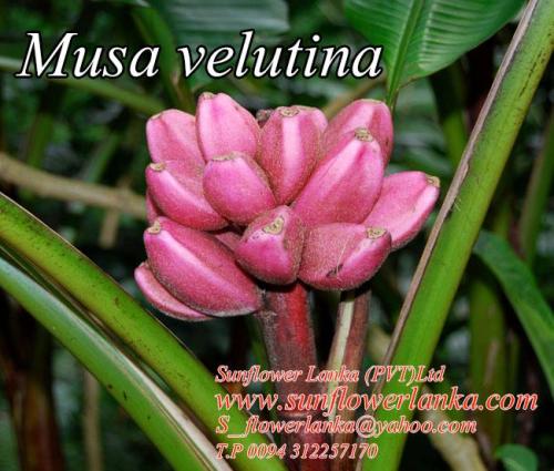 Musa-Velutina