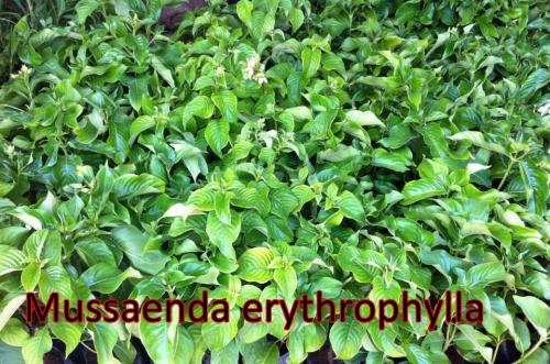 Mussaenda-erythrophylla