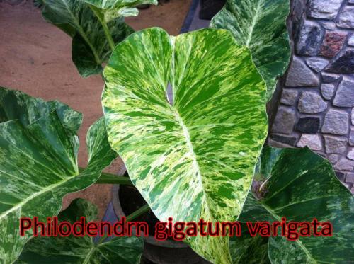 Philodendron-Giganteum-Variegata