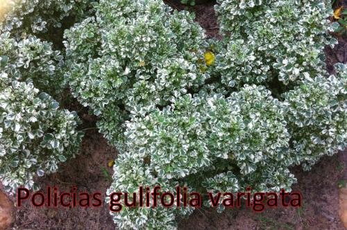 Policias-Gulifolia-Varigata