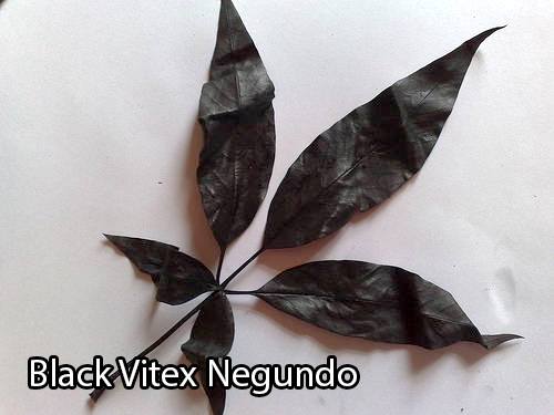 black-vitex-negundo