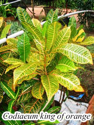 codiaeum-king-of-orange