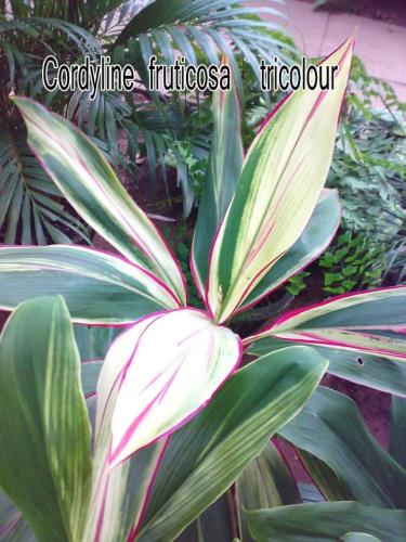 cordyline-fruticosa-tricolor