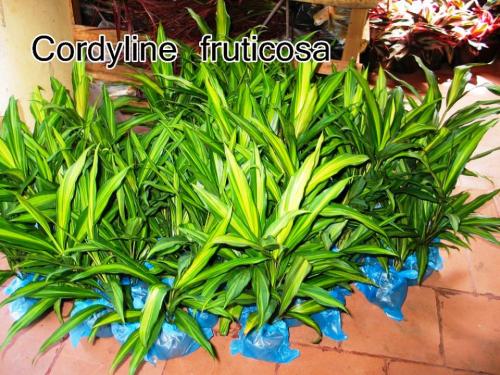 cordyline-fruticosa