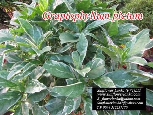 graptophyllum-pictum