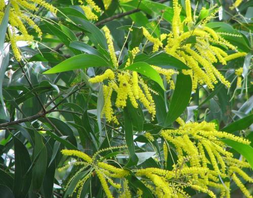 Acacia-aluriculiformis