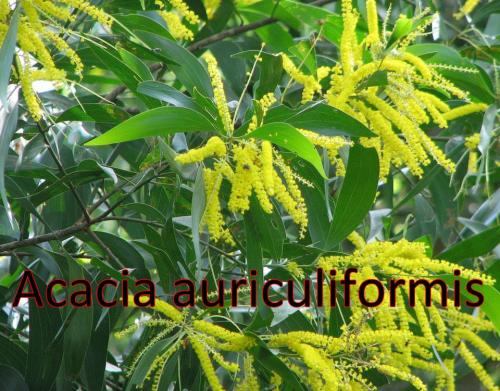 Acacia-auriculiformis-3