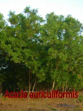 Acacia-auriculiformis