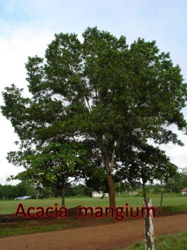 Acacia-mangium