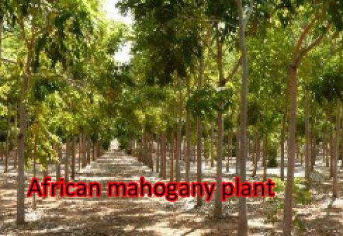 African-mahogany-plant