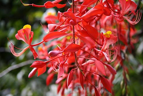 Amherstia-nobilis