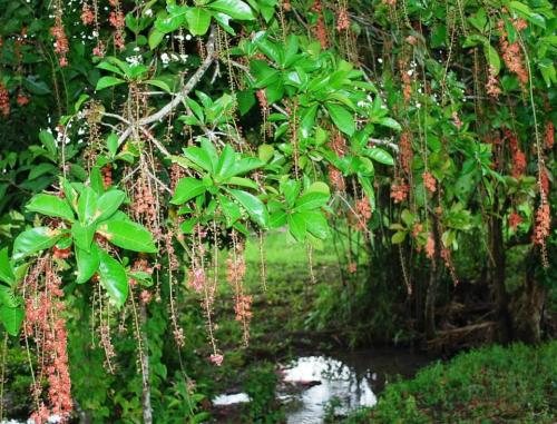 Barringtonia-racemosa