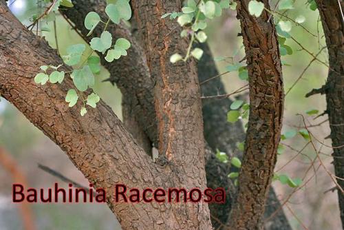 Bauhinia-Racemosa-2