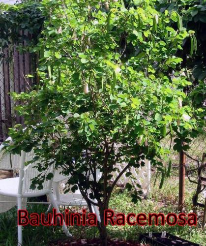 Bauhinia-Racemosa