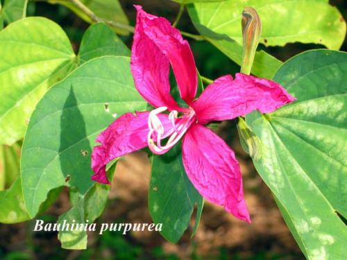 Bauhinia-purpurea-2