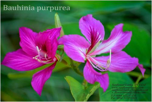 Bauhinia-purpurea-3