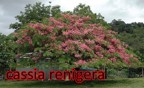 Cassia-renigera-2