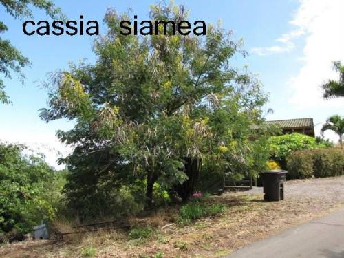 Cassia-siamea