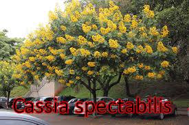 Cassia-spectabilis