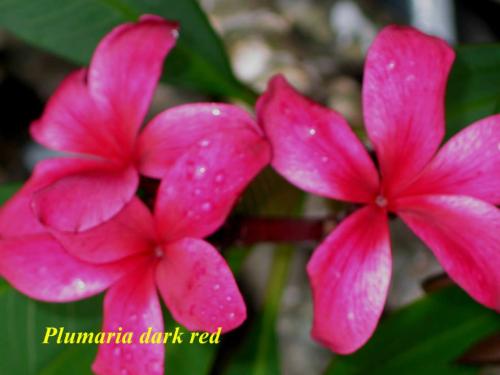 Plumaria-dark-red