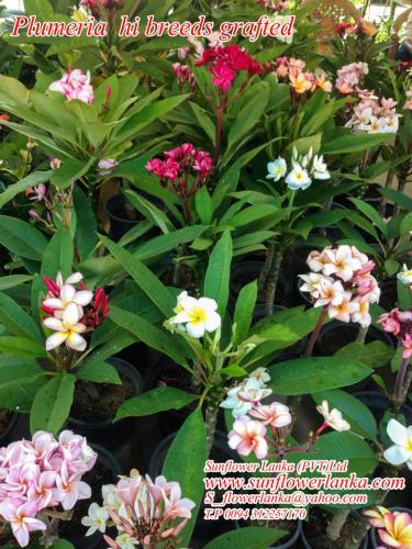 Plumeria-hi-breeds-grafted