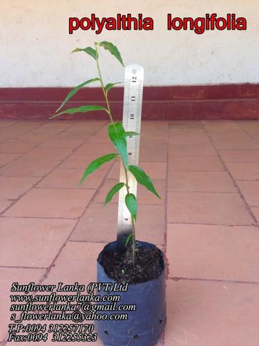 Polyalthia-longifolia