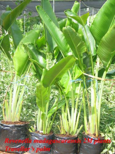 Revenella-madagascaransis-2M-plant.-Travellars-plant