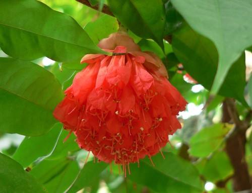 Rose-of-venesulaBrownea-macrophylla