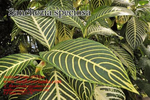 Sanchezia-speciosa