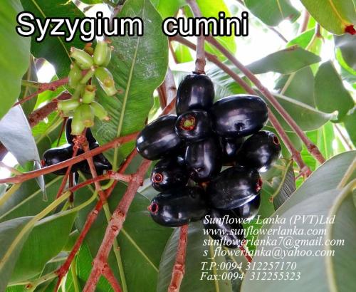 Syzygium-cumini-2