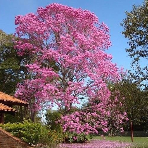 Tabebuia-rosea