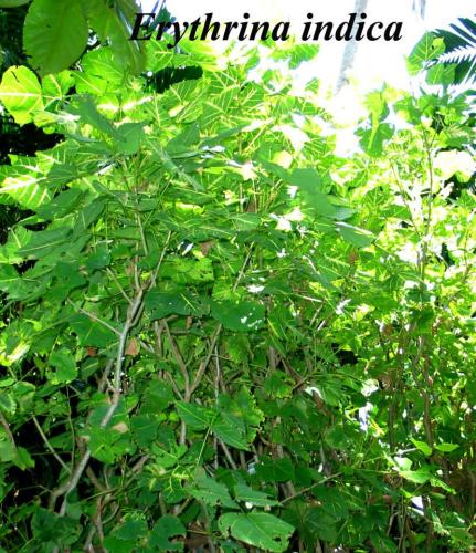 bauhinia-purpurea