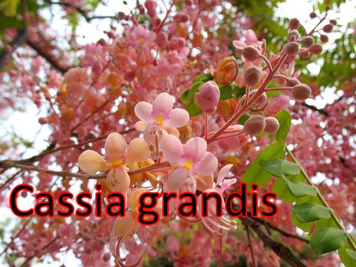 cassia-grandis