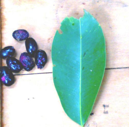 syzygium-cumini-3