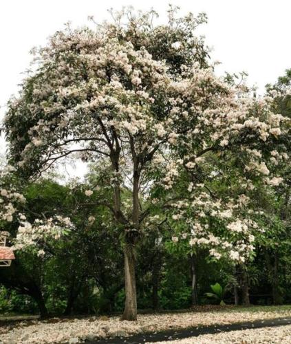 tabebuia-pallida