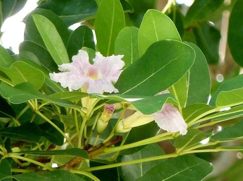 tabebuia-pallida (1)