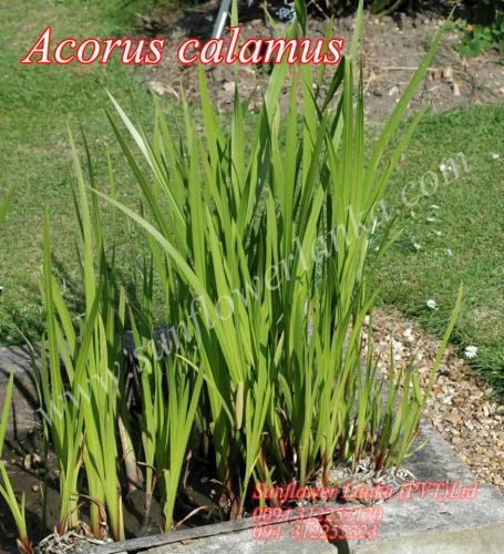 Acorus-calamus