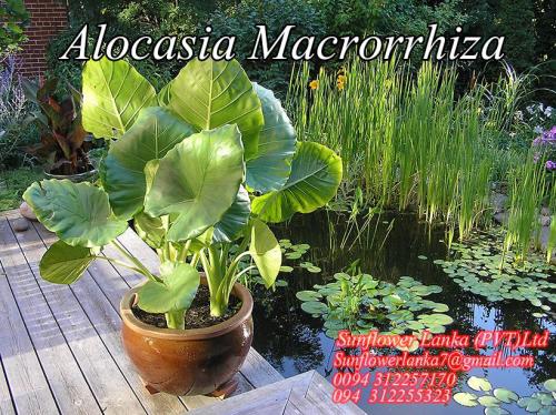 Alocasia-Macrorrhiza