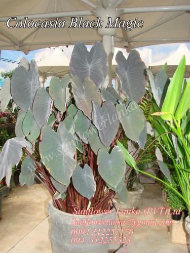 Colocasia-Black-Magic