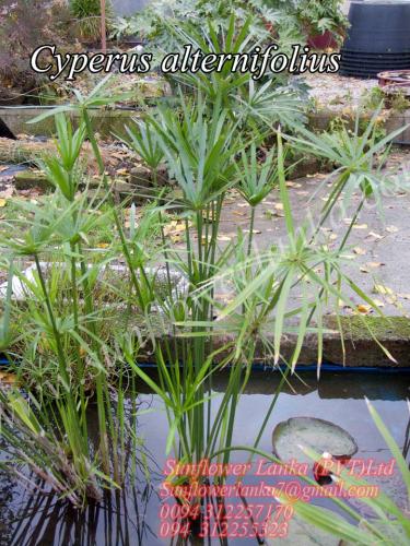 Cyperus-alternifolius