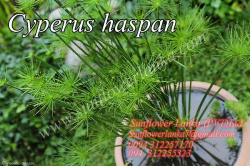 Cyperus-haspan