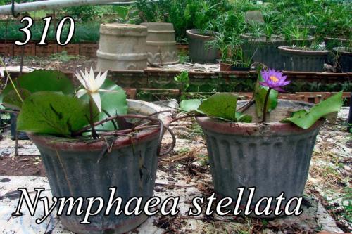 Nymphaea-stellara