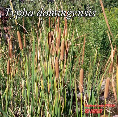 Typha-domingensis